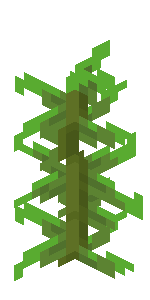 kelp